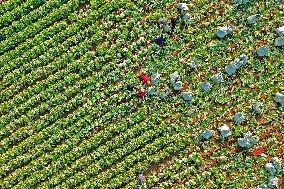 Chinese Cabbage Harvest