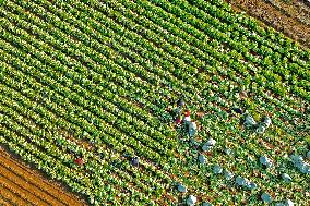 Chinese Cabbage Harvest