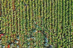 Chinese Cabbage Harvest