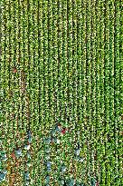 Chinese Cabbage Harvest