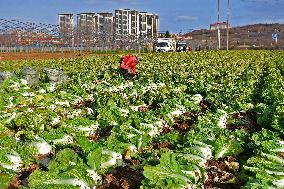 Chinese Cabbage Harvest