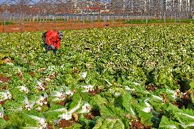 Chinese Cabbage Harvest