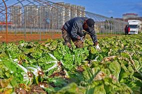 Chinese Cabbage Harvest