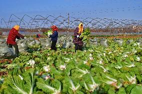 Chinese Cabbage Harvest