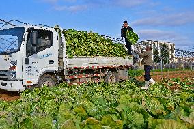 Chinese Cabbage Harvest