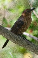 Boat-tailed Grackle - Female