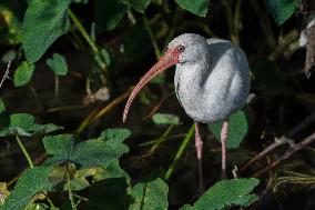 American White Ibis