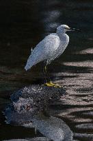 Snowy Egret Perched Upon An American Alligator