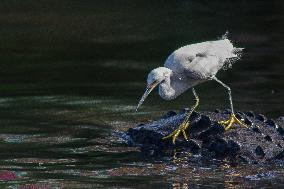 Snowy Egret Perched Upon An American Alligator