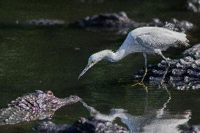 Snowy Egret Perched Upon An American Alligator