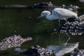 Snowy Egret Perched Upon An American Alligator