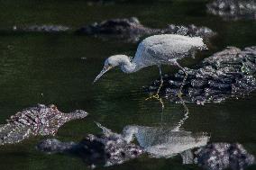 Snowy Egret Perched Upon An American Alligator