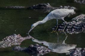 Snowy Egret Perched Upon An American Alligator