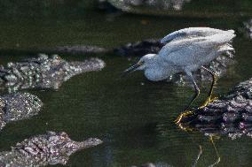 Snowy Egret Perched Upon An American Alligator