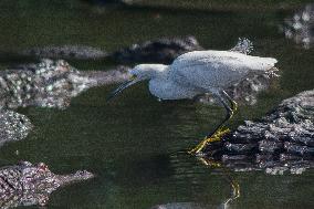 Snowy Egret Perched Upon An American Alligator