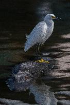 Snowy Egret Perched Upon An American Alligator