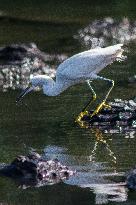 Snowy Egret Perched Upon An American Alligator