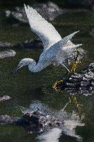 Snowy Egret Perched Upon An American Alligator