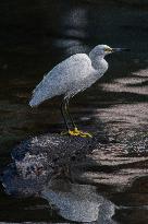 Snowy Egret Perched Upon An American Alligator