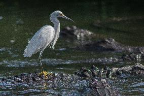 Snowy Egret Perched Upon An American Alligator