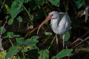 American White Ibis