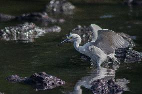 Snowy Egret Perched Upon An American Alligator