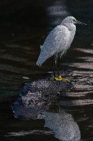 Snowy Egret Perched Upon An American Alligator