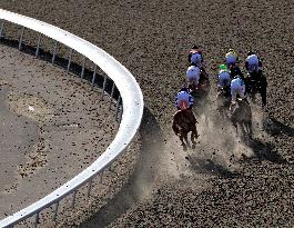 Thoroughbred Horse Racing At Woodbine Racetrack - December 1, 2024