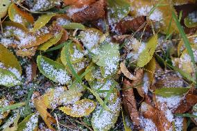 Snow Flurries In Toronto, Canada