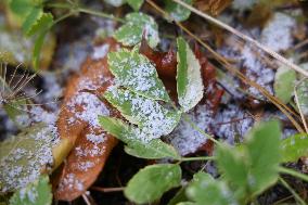 Snow Flurries In Toronto, Canada