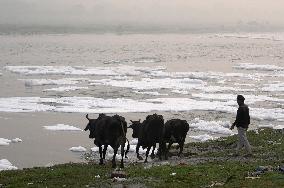 Toxic Foam Covers India's Yamuna River