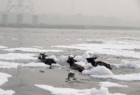 Toxic Foam Covers India's Yamuna River