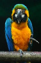 Blue and Yellow Macaw - India