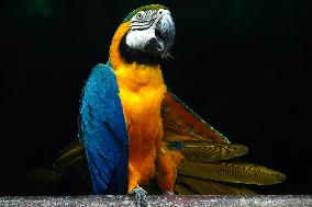 Blue and Yellow Macaw - India