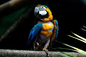 Blue and Yellow Macaw - India