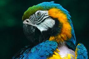 Blue and Yellow Macaw - India