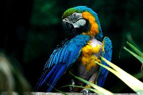 Blue and Yellow Macaw - India