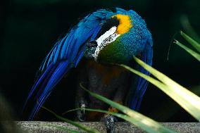 Blue and Yellow Macaw - India