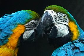 Blue and Yellow Macaw - India