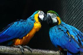 Blue and Yellow Macaw - India