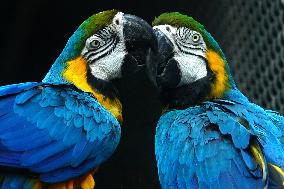 Blue and Yellow Macaw - India