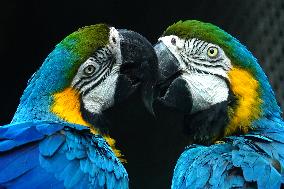 Blue and Yellow Macaw - India