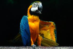 Blue and Yellow Macaw - India