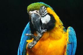 Blue and Yellow Macaw - India