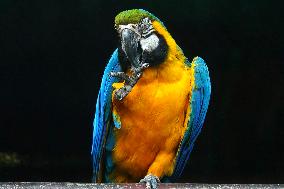 Blue and Yellow Macaw - India