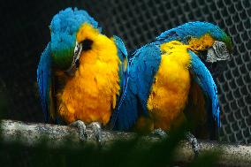 Blue and Yellow Macaw - India