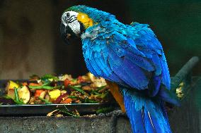 Blue and Yellow Macaw - India