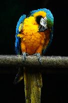 Blue and Yellow Macaw - India