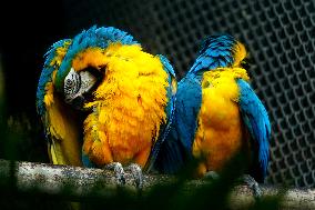 Blue and Yellow Macaw - India