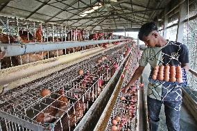 Egg Production - Bangladesh